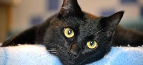 Portes ouvertes de la SPA ces 6 et 7 octobre 2018