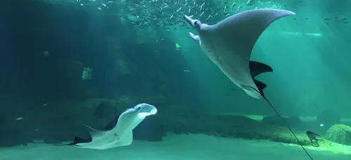 Boulogne-sur-Mer : Nouvelle arrivante dans l'aquarium de Nausicaá