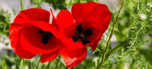 Des coquelicots contre les pesticides