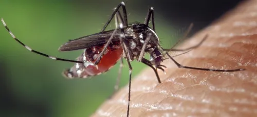 Les moustiques continuent de proliférer
