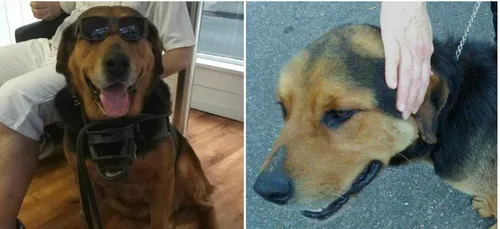 A Saint-Omer, plus d'infos sur le chien qui a été tué par la police