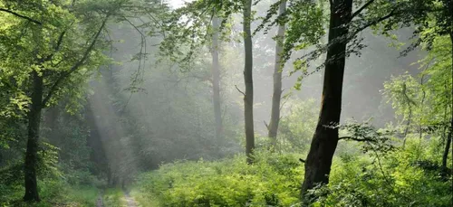 Une cinquantaine d'arbres abattus en forêt de Compiègne