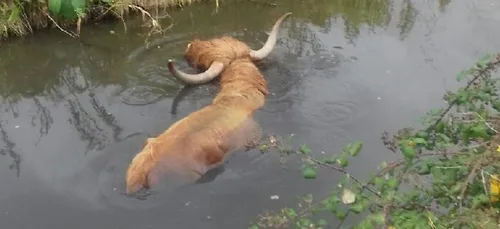 Andres (62) : un boeuf sauvé de la noyade par les pompiers