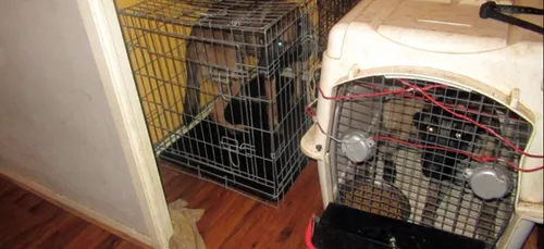 Nogent-sur-Oise (60) : une plainte pour actes de cruauté sur...