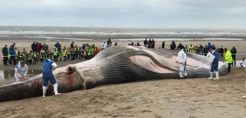 Une baleine de 15 à 18 mètres s'est échouée sur la côte belge