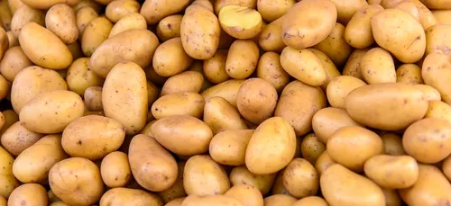 Nord : plus de 700 kilos de pommes de terre récoltés lors du...