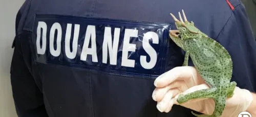 Des animaux protégés saisis près d'Arras