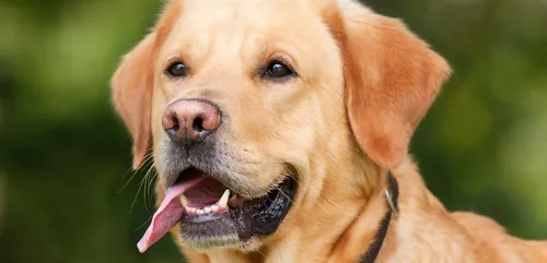 Attention aux empoisonnements d'animaux dans la métropole lilloise