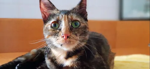 Poison, tirs : qui en veut à ce point aux chats dans le Nord ?