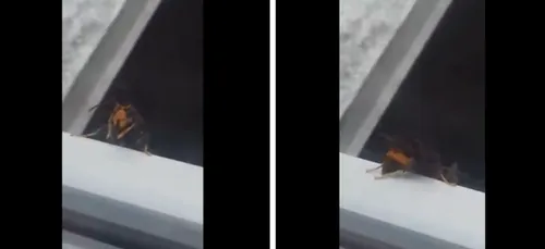 Une vidéo de frelon asiatique à Calais fait le buzz