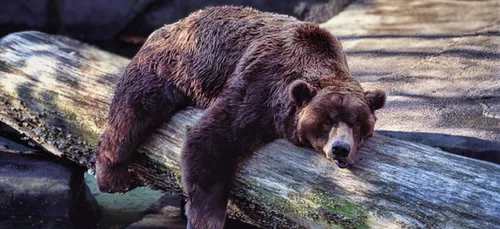 Faire dodo avec les animaux, c’est ce que Pairi Daiza proposera en...