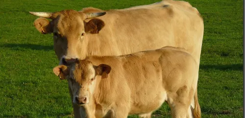 Somme : des veaux meurent dans l'incendie d'une ferme