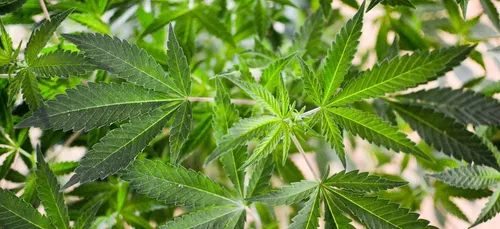 Oise : une grosse plantation de cannabis découverte dans une ferme