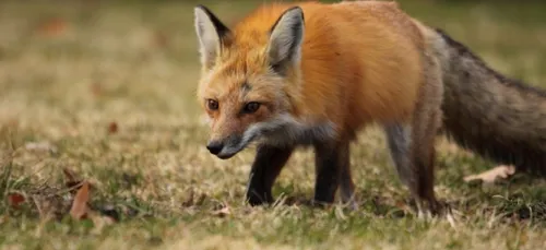 Plusieurs cas de "maladie du renard" détectés dans le Nord