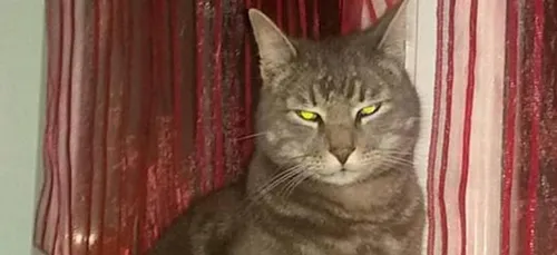 Somme : un chat torturé la semaine dernière a succombé à ses blessures