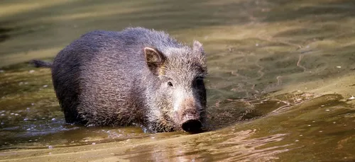 Dans l'Oise, les pompiers sauvent des sangliers de la noyade