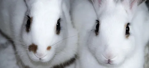 Des centaines de lapins meurent dans un incendie dans le Nord