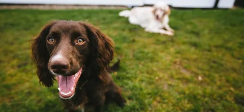 Dans l'Oise, les aboiements des chiens dans le viseur d'une mairie