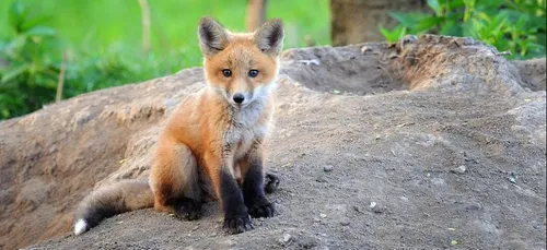 Nouveaux habitants : des familles de renards se sont installées à...