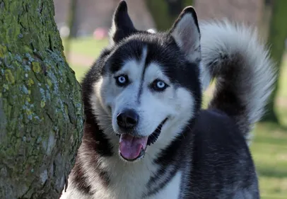 Le bébé mordu au visage par un chien va mieux