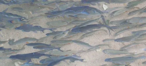 70.000 gardons vont être mis à l'eau dans un canal du Nord