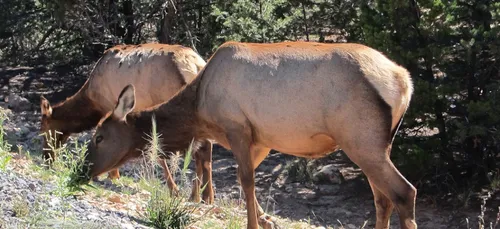 Biche égorgée à Saint-Gobain : le maire demande une zone de non chasse