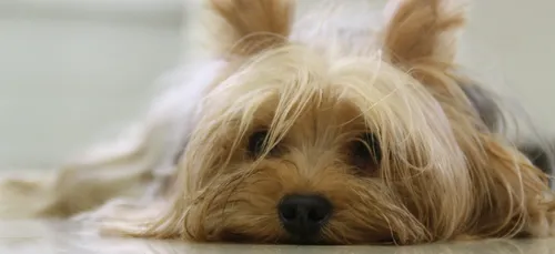 A la recherche des deux agresseurs du vieux Yorkshire