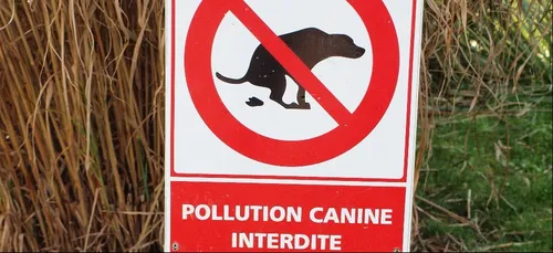 A Abbeville, une amende de 335€ pour une crotte de chien non ramassée