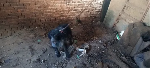 Trois chiens sauvés dans la Somme, affamés et attachés avec des...