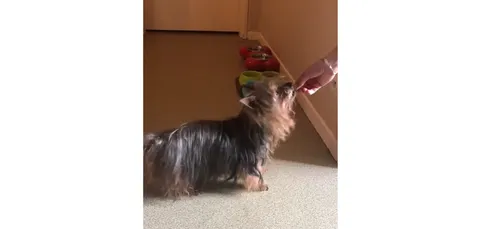 Des nouvelles de Titeuf, le vieux chien frappé et gazé sans raison...