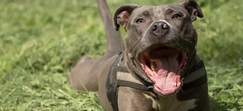 Aisne : la fillette mordue par un chien va s'en sortir