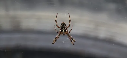 Aisne : une sortie de route à cause d'une araignée