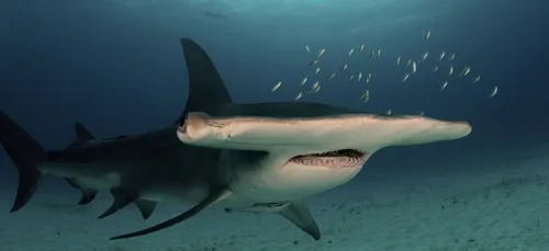 Nausicaà : un nouveau requin-marteau est décédé