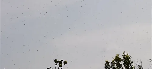 Une nuée d'insectes déferle sur la Côte d'Opale