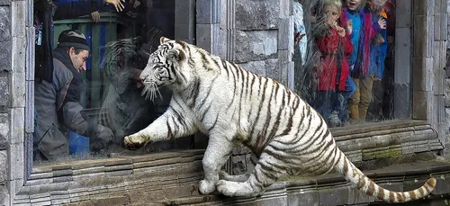 Encore 3 étoiles pour le parc animalier Pairi Daiza