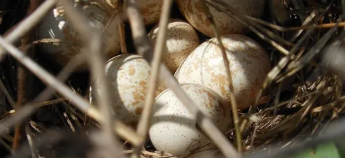 Sauvez les nids de perdrix avec les chasseurs