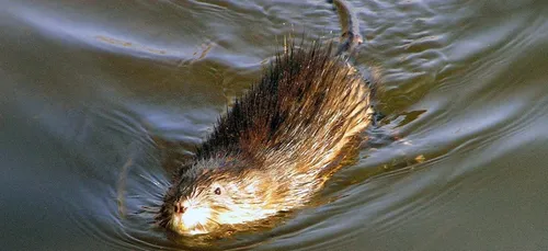 La lutte contre les rats musqués dans l'Audomarois s'intensifie