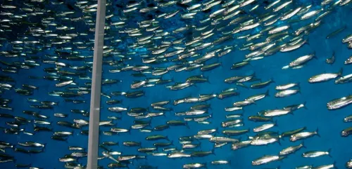 Nausicaá  : des centaines de sardines meurent après le bris d'un...