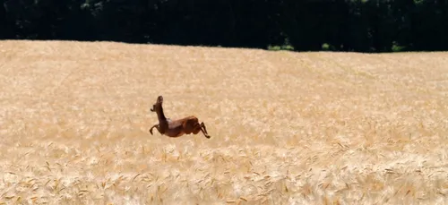 A Beauvais, un chevreuil ivre perturbe un cours d'EPS