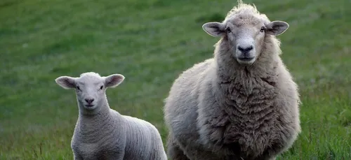 Une bergère de l'Aisne offre une récompense pour retrouver ses...