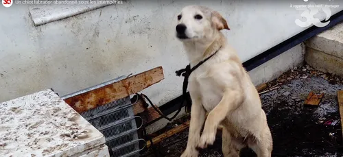 Un chiot labrador sauvé par 30 Millions d'Amis et la gendarmerie