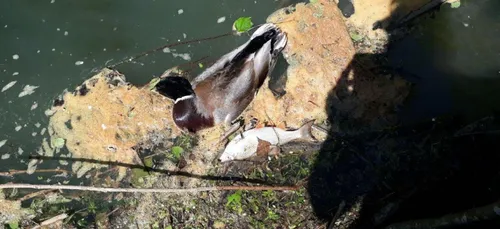 Oise : pollution dans la Verse, des canards et poissons retrouvés...