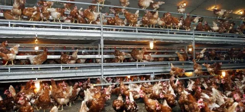 Poulailler industriel à Offekerque : les opposants au projet...
