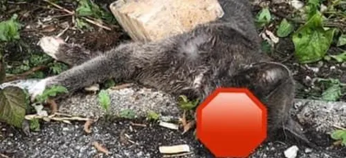 Saint-Omer : un "chat libre" tué à coups de brique