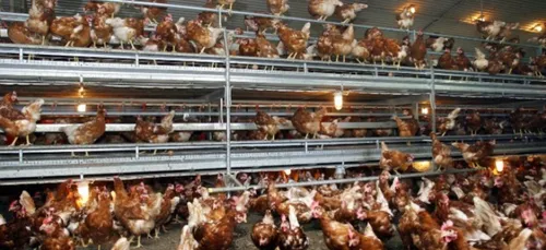 Projet de poulailler industriel à Offekerque : avis favorable du...
