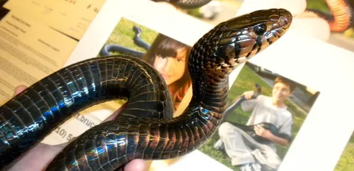 Picardie : un homme menace les gendarmes avec un serpent