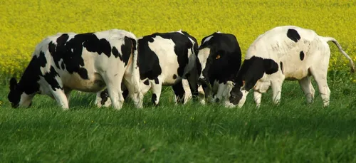 Oise : une vache découpée en plein champ