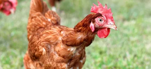 Offerkerque (62) : le projet de poulailler industriel de 40.000...