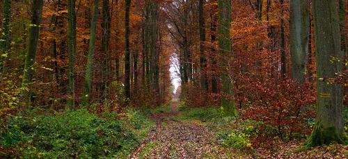 En forêt de Compiègne, des caméras pour lutter contre les décharges...