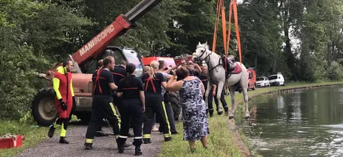 Un double-poney sauvé de la noyade dans le canal de Saint-Quentin